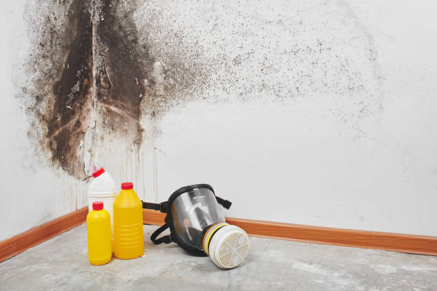 Best Bathroom Mold Remediation in Wedgefield, SC
