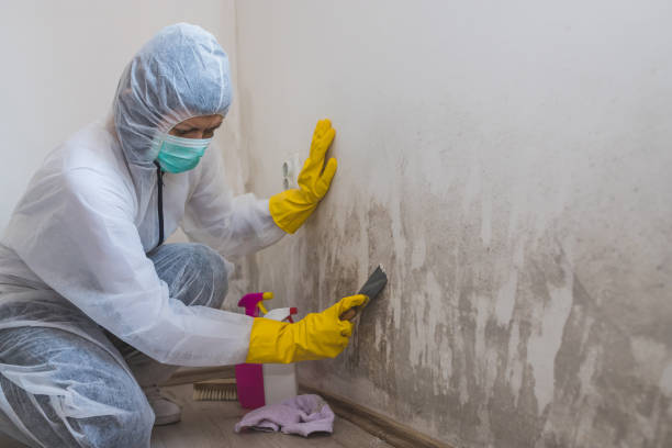 Best White Mold Remediation in Wedgefield, SC