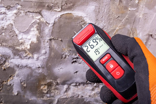 Best Basement Mold Remediation in Wedgefield, SC