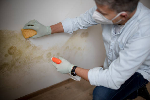 Best Post-Remediation Services in Wedgefield, SC