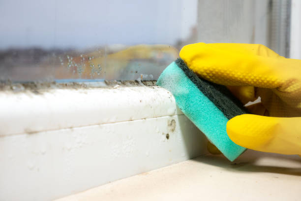 Reliable Wedgefield, SC Mold Remediation Solutions
