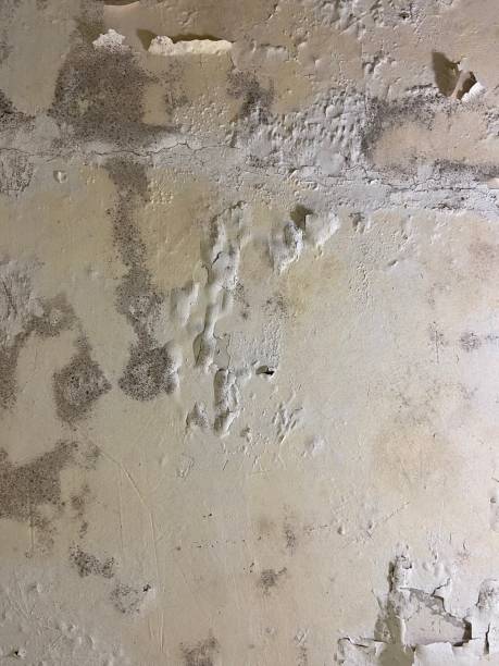 Best Crawl Space Mold Remediation in Wedgefield, SC