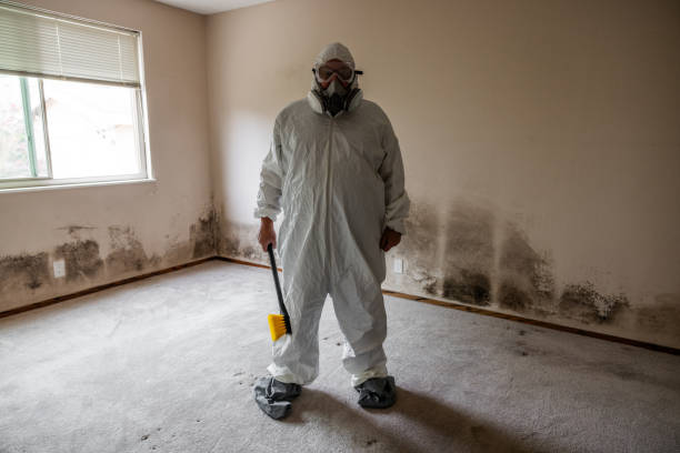 Professional Mold Remediation in Wedgefield, SC